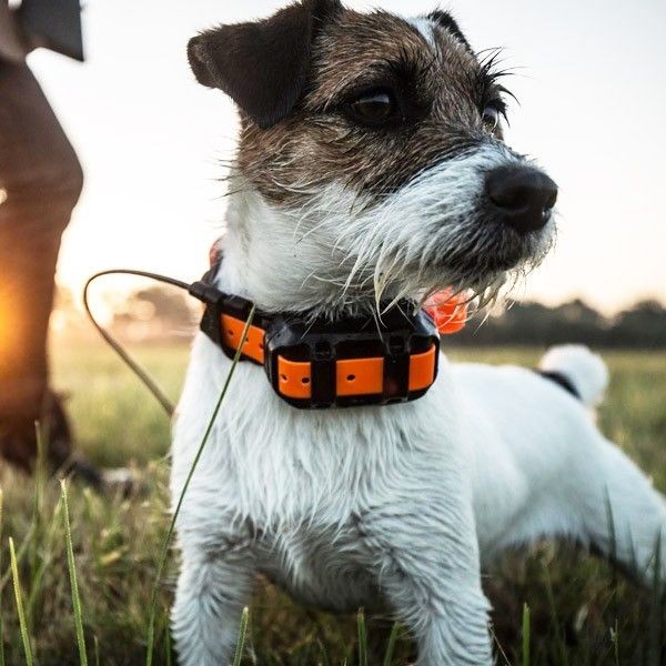 Garmin Alpha 50 T5 Mini Hundhalsband