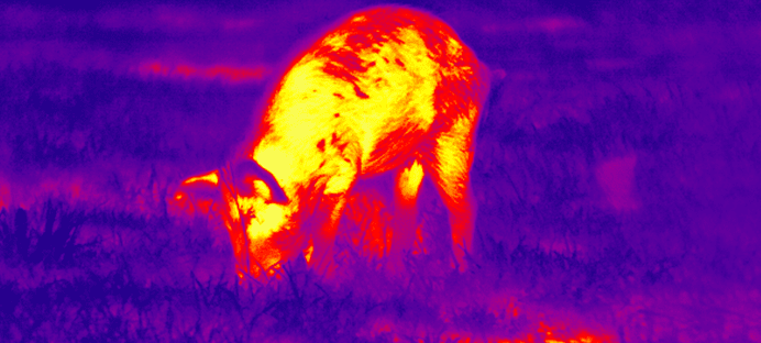 Värmekikare jakt - Termisk nattkikare